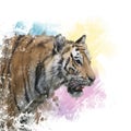 Tiger portrait watercolor