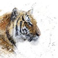 Tiger portrait watercolor