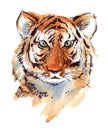 Tiger portrait. Wild african animal.