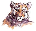 Tiger portrait. Wild african animal.