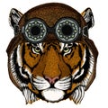 Tiger portrait. Wild cat head. Aviator flying leather helmet with googles.