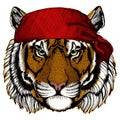 Tiger portrait. Wild cat head. Bandana. Pirate. Motorcycle.