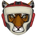 Tiger portrait. Wild cat head. Boxing helmet.