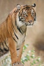 Tiger pose Royalty Free Stock Photo