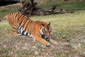 Tiger pouncing Royalty Free Stock Photo