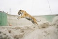 tiger pouncing on unseen quarry