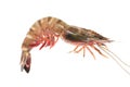 Tiger Prawn Royalty Free Stock Photo