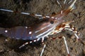 Tiger Prawn Royalty Free Stock Photo
