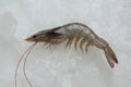 Tiger prawn Royalty Free Stock Photo