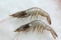 Tiger prawn Royalty Free Stock Photo