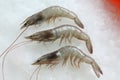 Tiger prawn Royalty Free Stock Photo