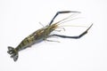 Tiger Prawn Royalty Free Stock Photo