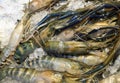 Tiger prawns on ice at seafood market Royalty Free Stock Photo