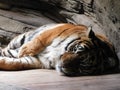 Tiger predator feline nature safari