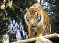 Tiger predator mammal striped mythology Asia symbol