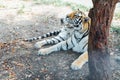 tiger predator resting in the shade of a tree