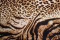 Tiger print Royalty Free Stock Photo