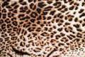 Tiger print Royalty Free Stock Photo