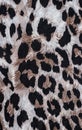 Tiger print fabric Royalty Free Stock Photo