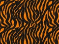 Tiger print Fur texture, carpet animal skin background, black and orange theme color, look smooth, fashion clothes. Royalty Free Stock Photo