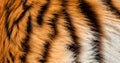 Tiger Print stripe of skin pattern background texture, mega closeup Tiger fur, wildlife design orange and black Royalty Free Stock Photo