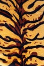 tiger print texture close up, top view, animal pattern Royalty Free Stock Photo