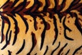 tiger print texture close up, top view, animal pattern Royalty Free Stock Photo