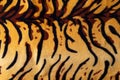 tiger print texture close up, top view, animal pattern Royalty Free Stock Photo