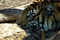 Tiger profile close up Royalty Free Stock Photo