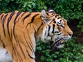 Tiger profile head close up Royalty Free Stock Photo