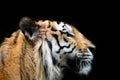 Tiger profile Royalty Free Stock Photo