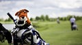 Tiger protection cap on golf club Royalty Free Stock Photo