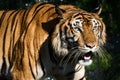 Photos of tiger naturally Royalty Free Stock Photo