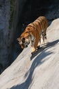 Tiger Prowling on Rock