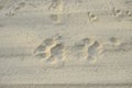 Tiger pug marks on a sandy road trail on a safari