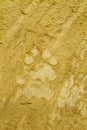 Tiger pugmark on the sand in Bardia National Park, Nepal Royalty Free Stock Photo