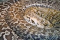 The tiger python Latin Python molurus is a large non-venomous snake from the genus of real pythons Royalty Free Stock Photo