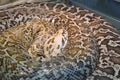 The tiger python Latin Python molurus is a large non-venomous snake from the genus of real pythons Royalty Free Stock Photo