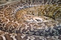 The tiger python Latin Python molurus is a large non-venomous snake from the genus of real pythons Royalty Free Stock Photo