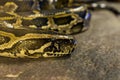 Tiger python, Python molurus closeup snake Royalty Free Stock Photo