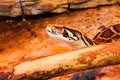 Tiger python in serpentarium Royalty Free Stock Photo