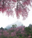 Tiger queen flower (Prunus cerasoides) blooming.