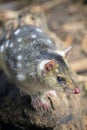 Tiger Quoll, Tasmania, Australia