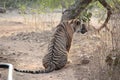 Tiger in Ranthambhore wild life sanctuary