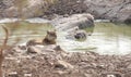 Tiger in Ranthambhore Wild Life sanctuary Park