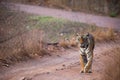 Tiger from Ranthambore National Park