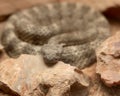 Tiger Rattlesnake Coiled in a pit of rocks