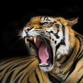 A tiger ready to attack Royalty Free Stock Photo