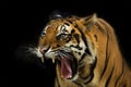 A tiger ready to attack Royalty Free Stock Photo