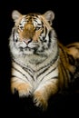 A tiger ready to attack Royalty Free Stock Photo